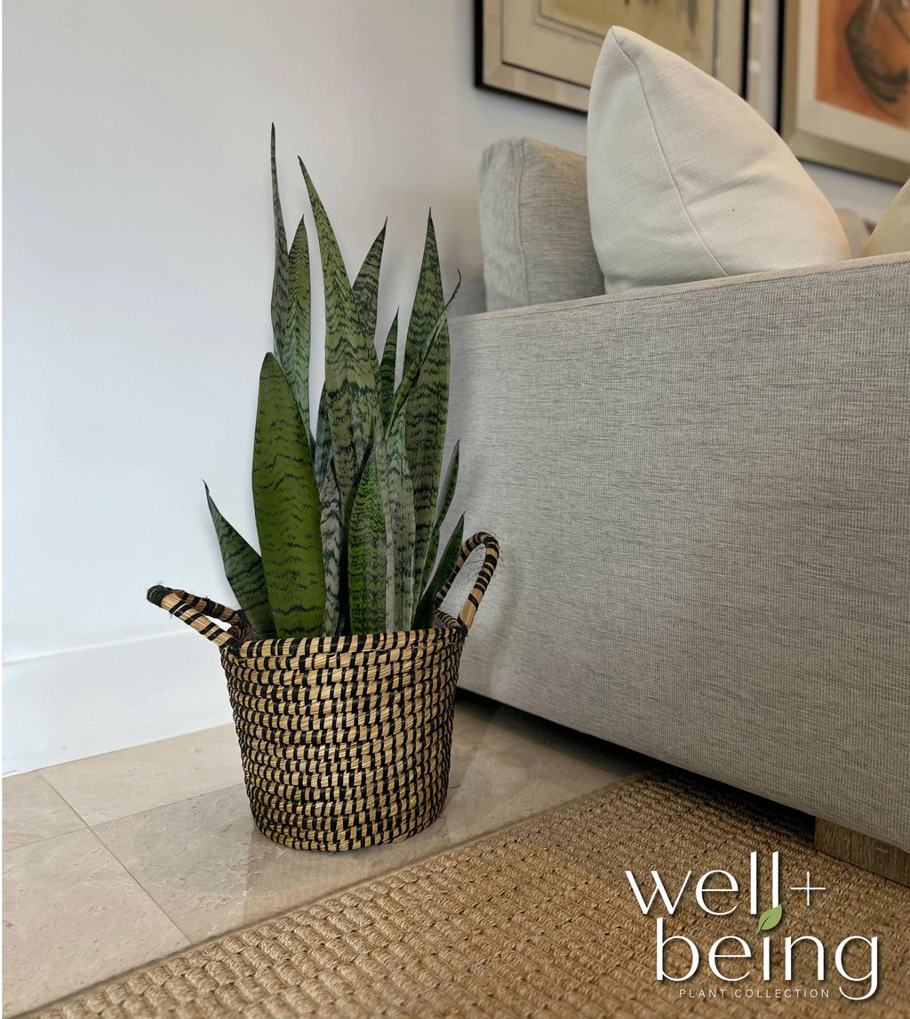 Sansevieria Zeylanica Live Plant in growers pot A366339