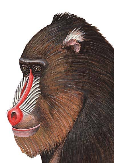 Baboon Wall Decal Sticker M79032