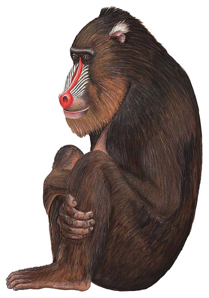 Baboon Wall Decal Sticker M79032