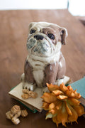 Ceramic Bull Dog Canister O937900