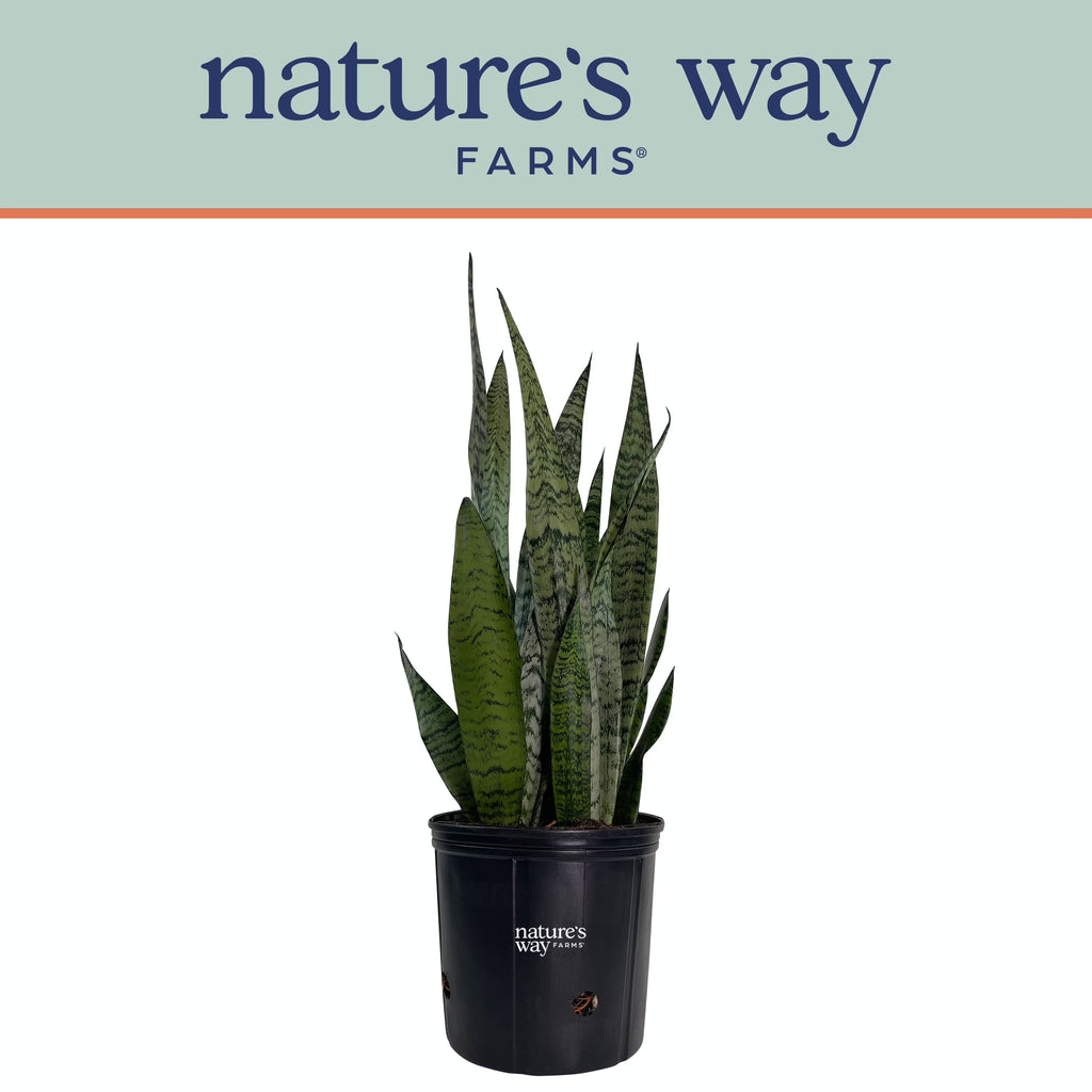 Sansevieria Zeylanica Live Plant in growers pot A366339