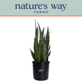 Sansevieria Zeylanica Live Plant in growers pot A366339