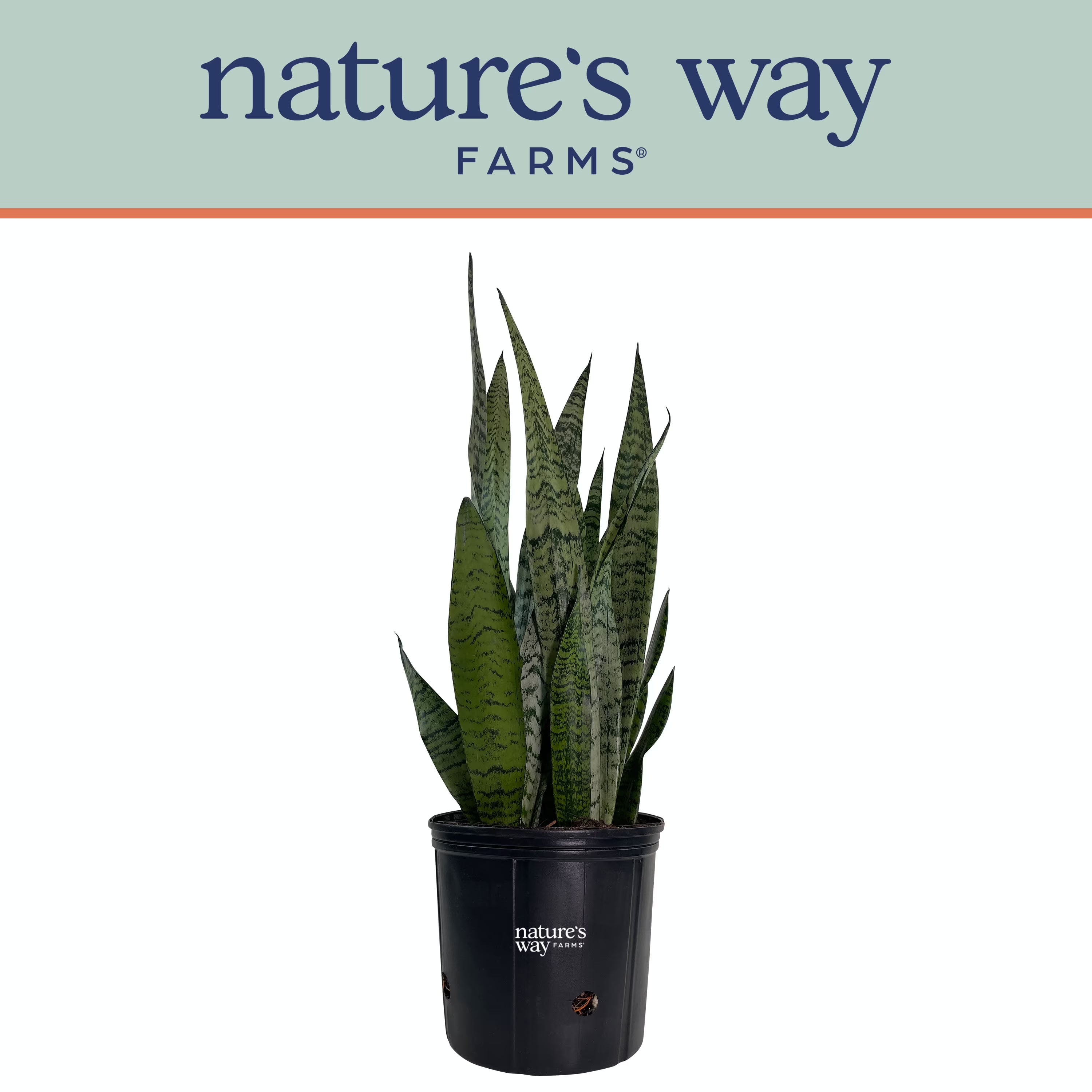 Sansevieria Zeylanica Live Plant in growers pot A366339